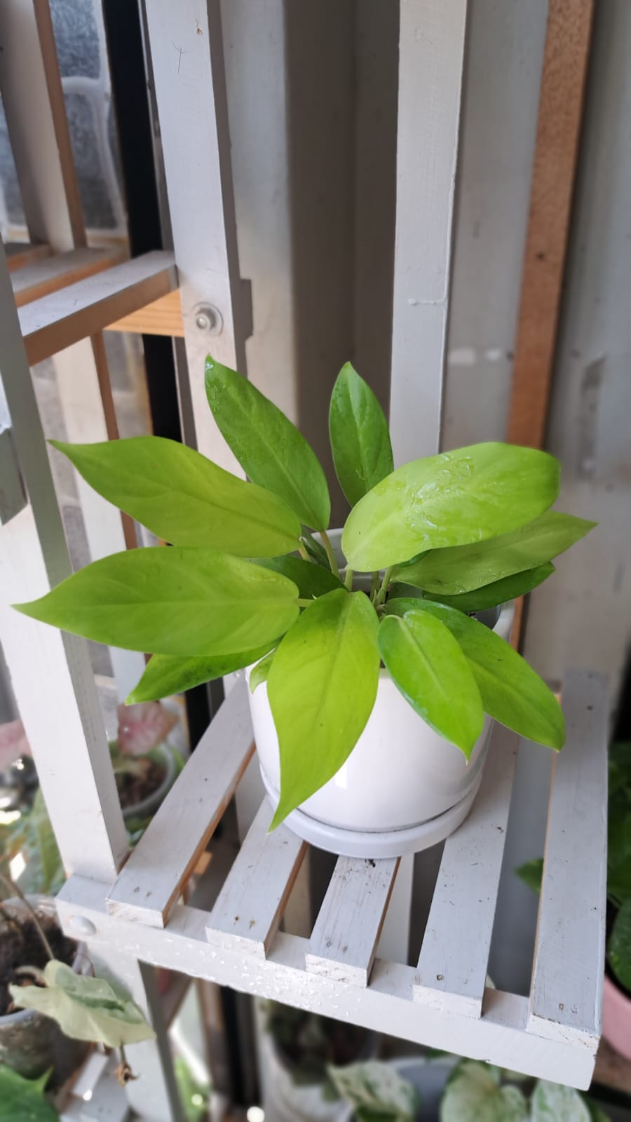 Philodendron Corazón Verde